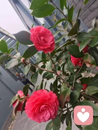 餐厅门前山茶灼灼开，一抹嫣红，温柔了整个烟火人间。配图