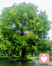 🌳做一棵河畔的树：
不惧炎夏，不畏干旱，
叶常青，果不断，
活成自己的福气。配图