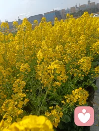 你若盛开，蝴蝶自来；你若精彩，天自安排。配图