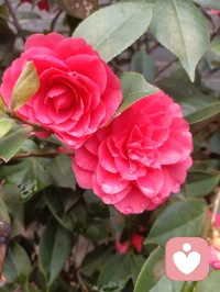 雨后的山茶花，娇艳欲滴配图