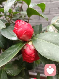 雨后的山茶花，娇艳欲滴配图