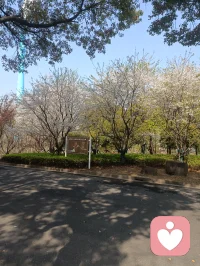 春天里的那个百花鲜配图