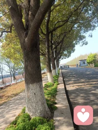 春天里的那个百花鲜配图