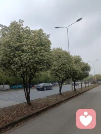 今天在路上看到这么多的花，没认出来呢？