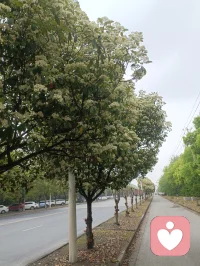 今天在路上看到这么多的花，没认出来呢？