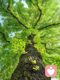 抬头，接住一整个夏天的绿意。