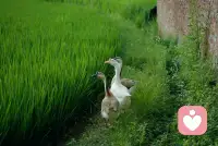 偷的人生半日闲