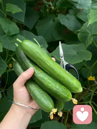 偷的人生半日闲
