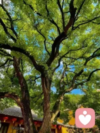 人在健康的时候可以有1000个梦想，有病的时候的梦想只有一个:健康
