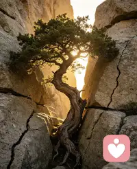 乱石锁不住向上的渴望，岁月刻下虬曲纹路，每一次弯折，都是向光而生的倔强。配图