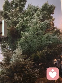 星光不问赶路人   时光不负有心人🌼配图