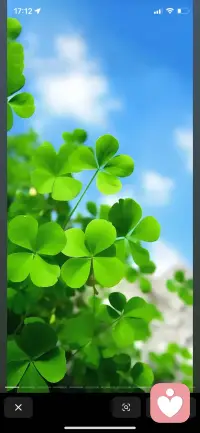 抬眼望去，满眼都是鲜活的绿🍀
四叶草在风里轻轻舒展，
像把细碎的阳光都揉进了叶片里。
澄澈的蓝天漫过头顶，
云絮慢悠悠地飘着，
连呼吸都变得清透起来。
这一刻，所有的喧嚣都被滤去，
只剩下心底的柔软与安宁。配图