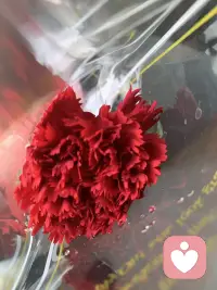 红是热烈，瓣是温柔。

一朵红，藏着满心的话。

 以花为信，寄一份滚烫的心意。