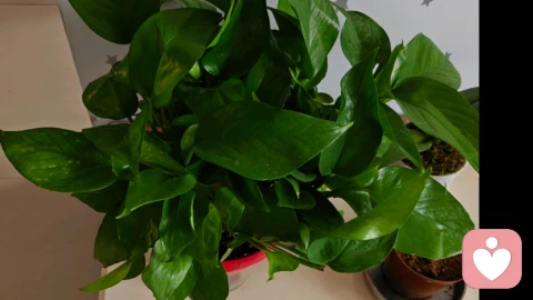 如何经营高质量的幸福婚姻