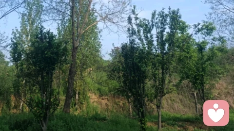 成年后，单亲家庭子女如何与父母设立健康边界？