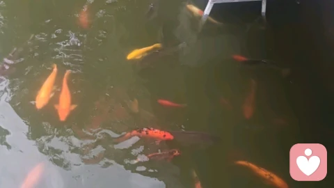 破碎家庭，孩子一样可以向阳而生