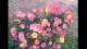 扭曲的原生家庭，终将耗尽孩子的一生