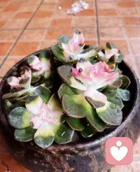 既然是生活
 就免不了酸甜苦辣
​既然是人生
 就免不了人情冷暖
​人生百味配图