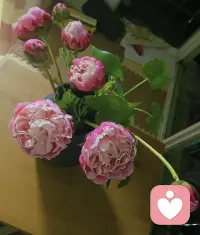 就因为一朵花会凋谢，难道你就一辈子都不养花了吗？