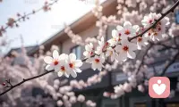 看花开花落，听岁月无声。
繁华终会落幕，喧嚣终会沉寂。
世间所有遇见与别离，皆是命中注定。
于花开花落间，学会释怀，懂得珍惜。
不负时光，不负自己，
浅浅安度余生。🌷配图