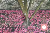 看花开花落，听岁月无声。
繁华终会落幕，喧嚣终会沉寂。
世间所有遇见与别离，皆是命中注定。
于花开花落间，学会释怀，懂得珍惜。
不负时光，不负自己，
浅浅安度余生。🌷配图