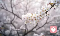 时光悄然流转，岁月温柔沉淀。
人生本就是一半绚烂，一半清寂。
看淡聚散，静候流年，
守一份安然，随四季冷暖，从容走过人间烟火。配图