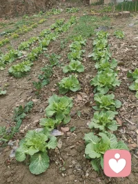 自己菜园子里种的菜，疗愈心中的焦虑与内耗