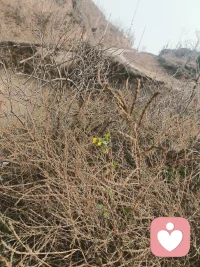 寒风里的小倔强
今天在小院通往山顶的路上，被这株小黄花戳到了～💛
周围全是枯枯的杂草、干枝，风一吹还沙沙响，冷飕飕的。但它就这么挺直了小身板，黄灿灿的花瓣迎着风开着，看着特别有劲儿！
突然觉得，生活里有时候我们也像这株小花，就算周围环境有点“荒凉”，也能凭着一股小倔强，开出自己的春天～