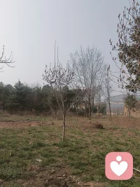 🌿春日限定：家门口的玉兰树，藏着温柔的小确幸
无意间一抬头，发现玉兰悄悄冒花苞了，瞬间被治愈到～💐
灰扑扑的天里，这棵玉兰树像个小惊喜，粉紫色的花苞挂在枝桠上，和旁边光秃秃的树、老旧的木廊架形成反差，莫名有种安静的美～
小时候总觉得村里的春天来得慢，现在看着玉兰要开了，才发现春天早就藏在这些细节里啦～木廊架下以前总爱和小伙伴疯跑，现在坐着发发呆，听风吹过枝桠的声音，感觉时间都慢下来了～