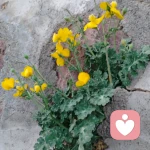 心聆（倾听师）的头像