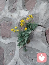 坚强的人，从不抱怨环境，而是想办法在恶劣的环境中生根发芽，结果开花。
路过墙下，见花开在悬崖，有感而发。