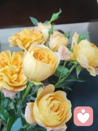 稳住情绪，好好生活，
不管你处于什么状态 
你都要懂得 
生活的目标是健康和快乐配图