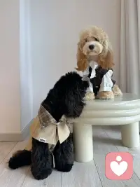 嘻嘻嘻！可爱吧！