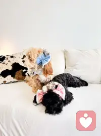 嘻嘻嘻！可爱吧！