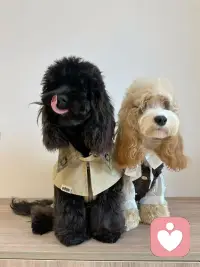 嘻嘻嘻！可爱吧！