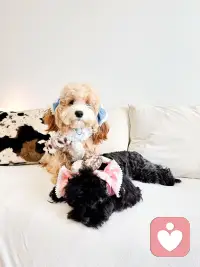 嘻嘻嘻！可爱吧！