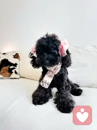 嘻嘻嘻！可爱吧！