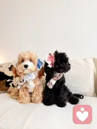 嘻嘻嘻！可爱吧！