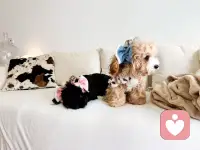 嘻嘻嘻！可爱吧！