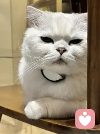 🐱：愚蠢的人类……