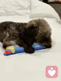 你是不是忘了，这玩具是我买的？