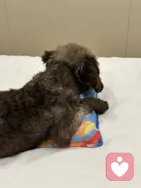 你是不是忘了，这玩具是我买的？
