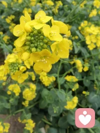 花有花期，人有时运，
怀爱与诚，静等来日，
在自己的世界里独善其身，在别人的世界里顺其自然。