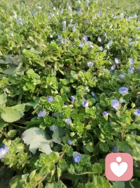 花有花期，人有时运，
怀爱与诚，静等来日，
在自己的世界里独善其身，在别人的世界里顺其自然。