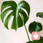 雪莹老师的头像