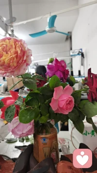 世界破破烂烂，鲜花缝缝补补，总有一些小事物可以温柔的治愈配图