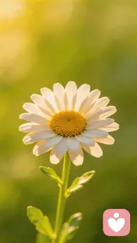 早安🌿 新的一天，愿你带着温柔与力量出发。
生活难免有起伏，但你永远有能力接住自己。
愿日子温暖，抬头遇见的都是阳光✨
我在这里，陪你一起梳理情绪、轻装前行。配图