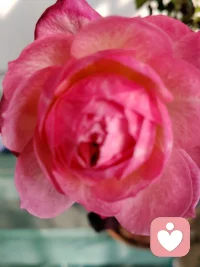 她站在那里，眉眼含春，美得像一朵娇艳欲滴的玫瑰。配图