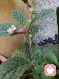 真正的强者，不是从不流泪，而是含着眼泪依然奔跑。配图