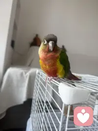 养鸟的意义大概就是，物质上我养它，精神上他养我，他能治愈我所有的不开心，他温暖的我的心和万里，而我就是他的浩瀚星河.总有些小生命为治愈你而来，万物皆有灵性 ，给无味的生活加点甜蜜！配图